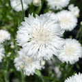 Bachelor Button Cornflower Seeds - 200+ Tall White Flowers - Centaurea cyanus - USA Seller with Free Shipping