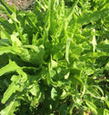Fresh Oakleaf Lettuce Seeds - 4g Premium Quality - Lactuca sativa 'Oakleaf'
