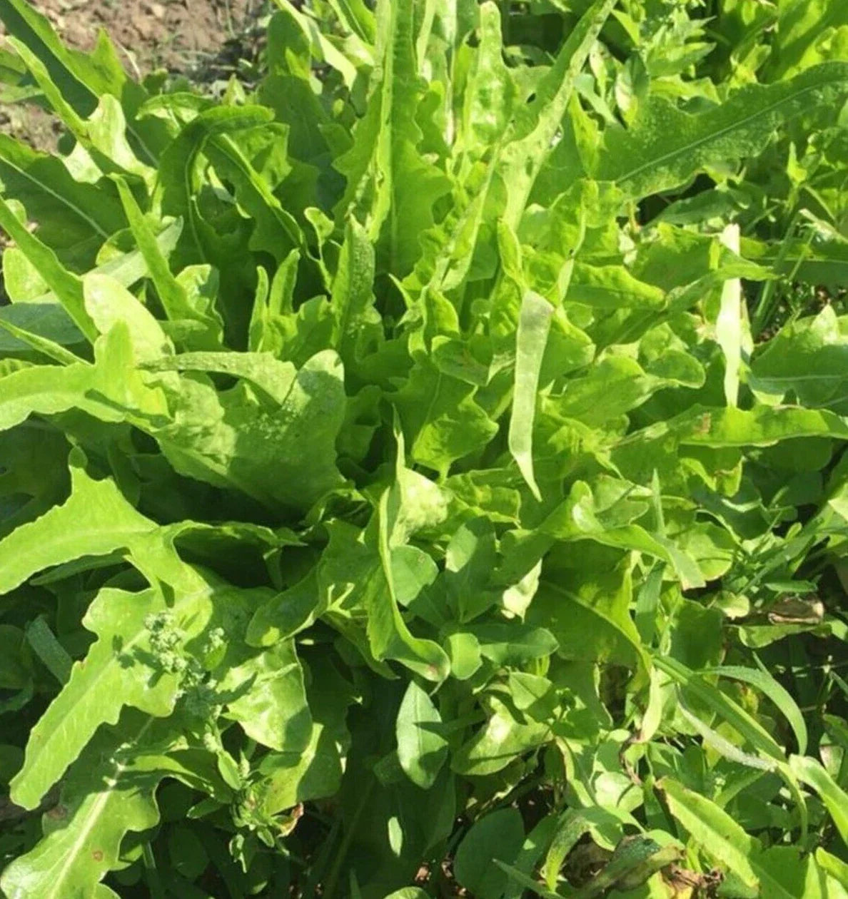 Fresh Oakleaf Lettuce Seeds - 4g Premium Quality - Lactuca sativa 'Oakleaf'