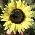 LEMON QUEEN SEEDS - 50+ Large Colorful Rare Flower Seeds - Helianthus annuus