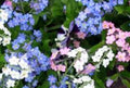 Forget Me Not Flower Seeds Mix 100 Fresh Seeds - Mixed Colors (Myosotis spp.) - Easy to Grow, Garden Flowers