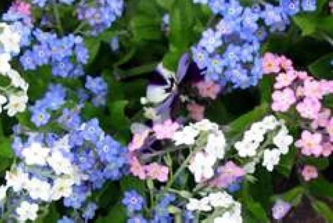 Forget Me Not Flower Seeds Mix 100 Fresh Seeds - Mixed Colors (Myosotis spp.) - Easy to Grow, Garden Flowers