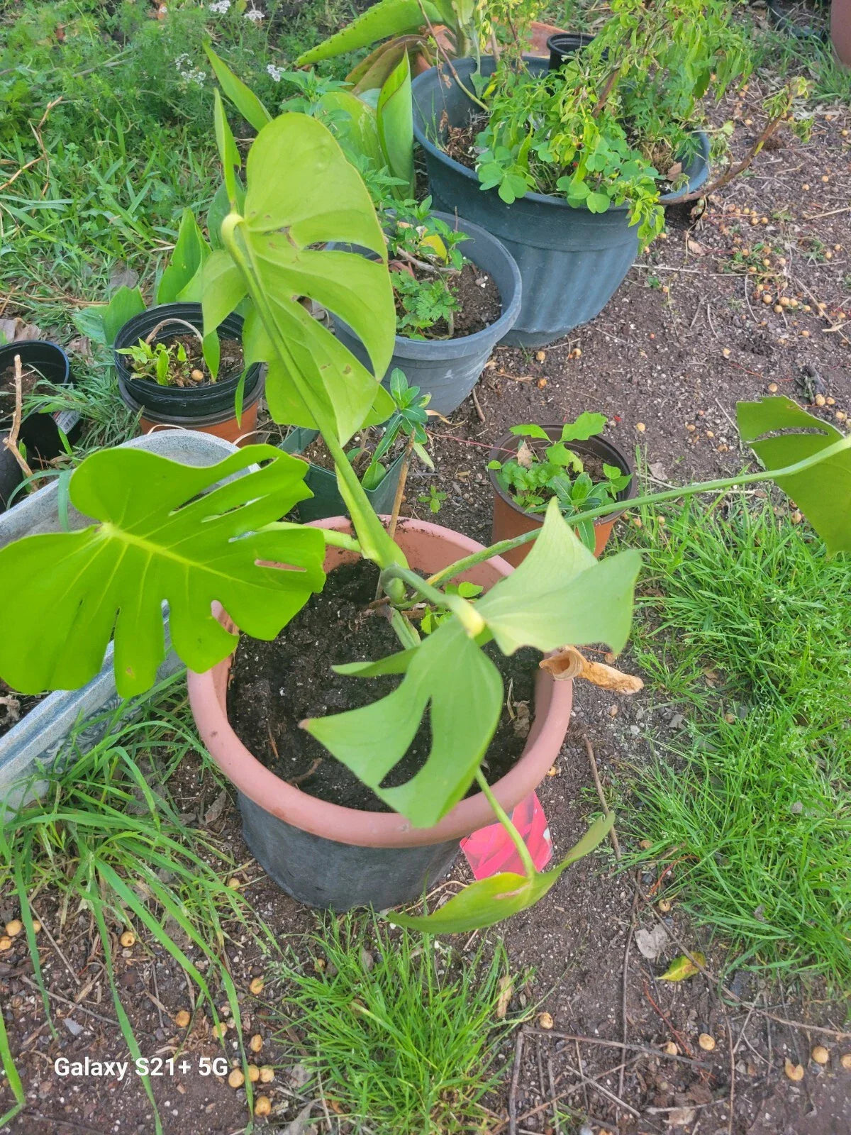 Large Monstera Deliciosa Rooted Cutting, Tropical Live Plant, Swiss Cheese Plant, Indoor Houseplant, Easy Care