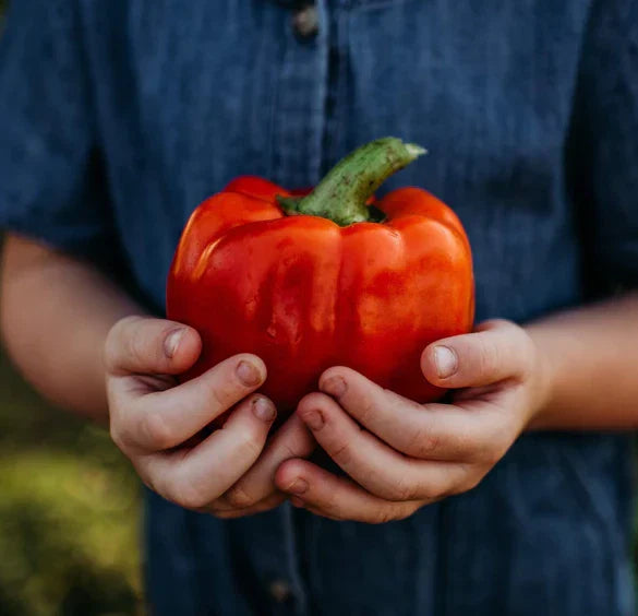 Giant Red Bell Pepper Seeds - 30+ Heirloom Organic Non-GMO Sweet Pepper Seeds - Capsicum annuum