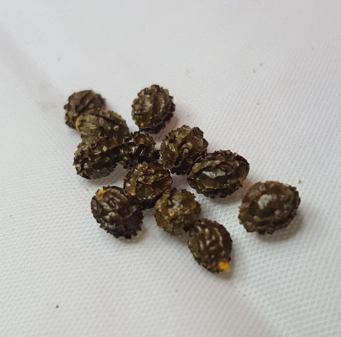 Dwarf Papaya Seeds - 36 Rare Tropical Fruit Tree Seeds - Carica papaya - Unique Garden Planting