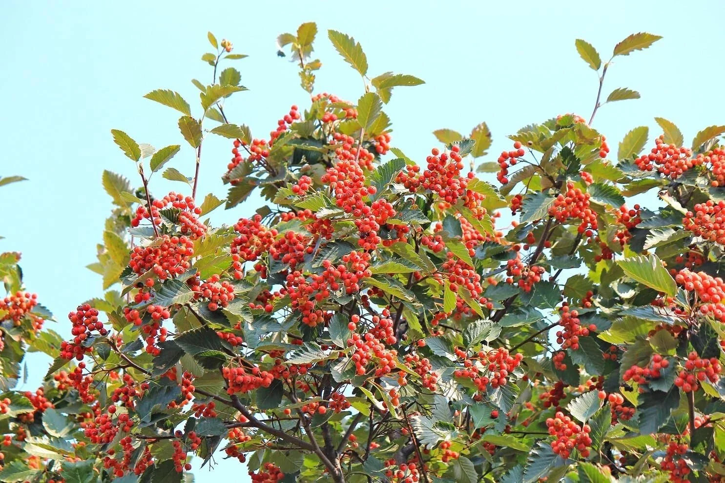 American Mountain Ash Seedling – Sorbus Americana – Hardy Tree for Planting, Native North American Species