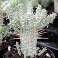 Euphorbia Mammillaris Variegata - Indian Corn Cob - 4" Diameter Rooted Plant - Unique Succulent
