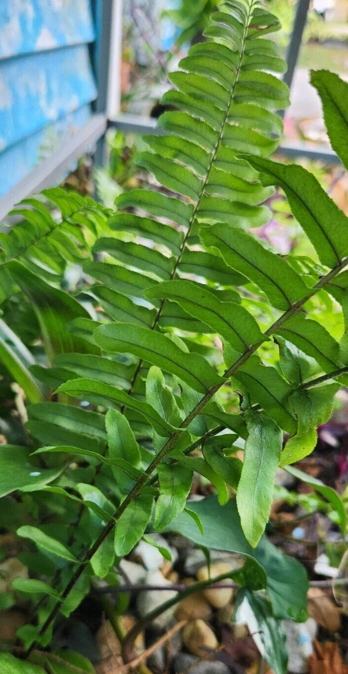 Sword Fern Starter Plant - Kimberly Fern - Ostrich Fern - Nephrolepis exaltata