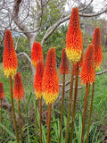 Red Hot Poker Seeds - 100 Count - Orange and Yellow Flowers - Kniphofia, Torch Lily