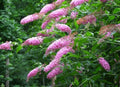 Butterfly Bush Plant -Bicolor Variety - Buddleja davidii