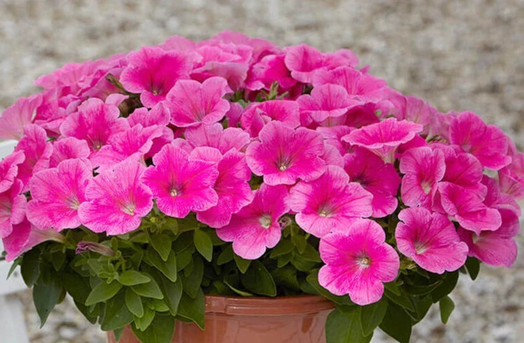 Petunia Seeds, 10 Pelleted Seeds, Easy Wave Pink Cosmo, Petunia x hybrida