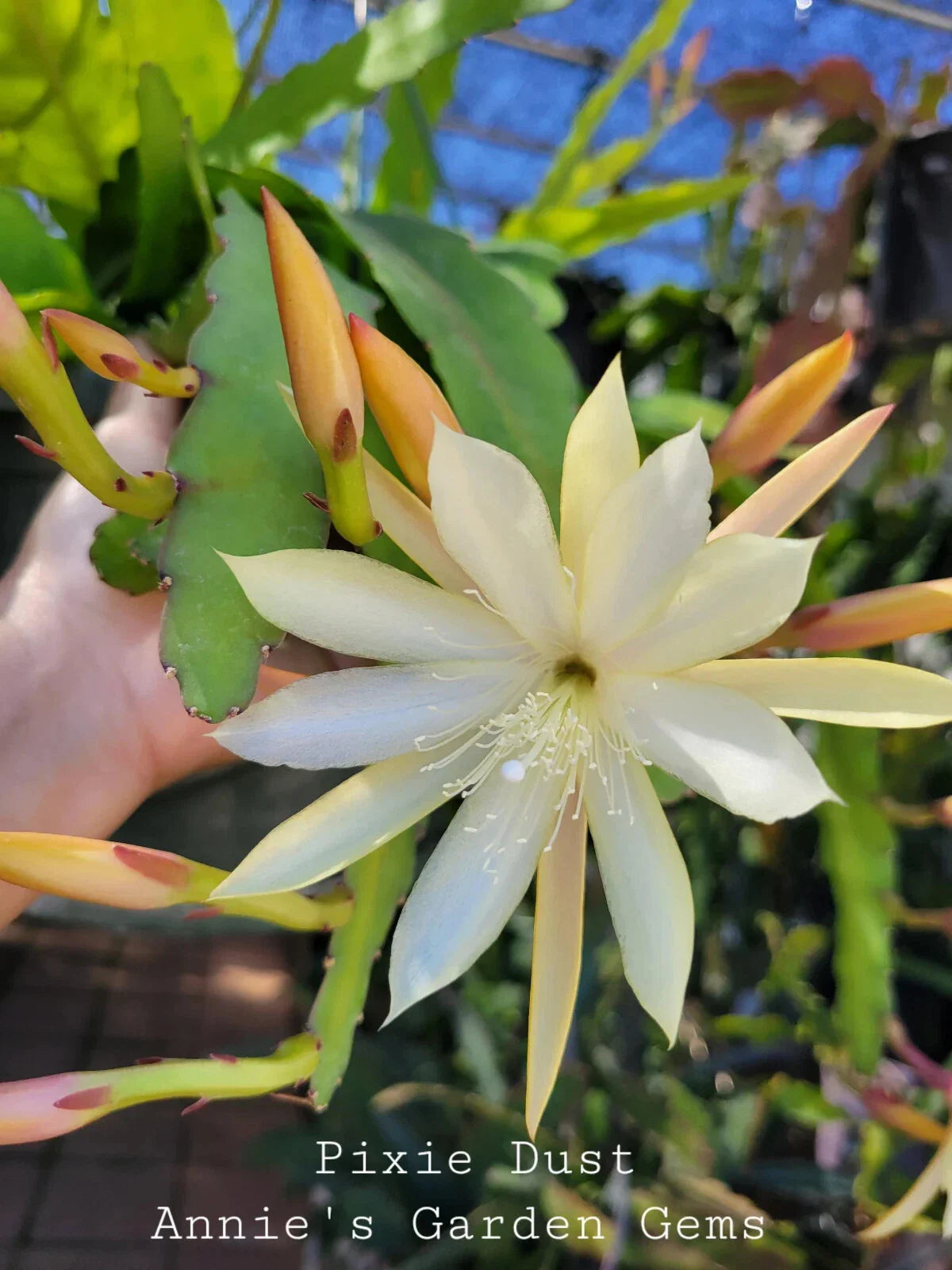 Epiphyllum Cuttings - 8 to 10 Inches - Pixie Dust - Unrooted Epiphyllum Oxypetalum