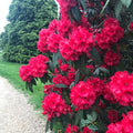 Large Rooted Rhododendron Plant - Jean Marie de Montague - Blood Red Ruffled Blooms - Rhododendron 'Jean Marie de Montague'