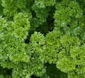 Parsley Seeds 500+ Moss Curled Culinary Herb Garden Petroselinum crispum