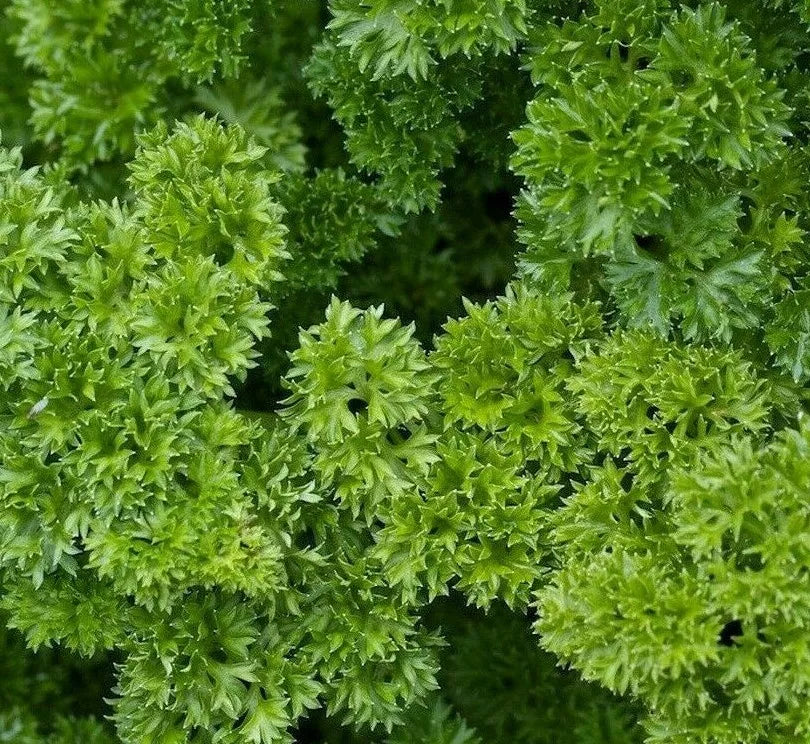 Parsley Seeds 500+ Moss Curled Culinary Herb Garden Petroselinum crispum
