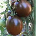 Black Prince Tomato Seeds - 10+ Heirloom Organic Non-GMO - Rare Variety (Solanum lycopersicum)