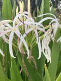 Crinum Lily Seedlings - 2 White Tropical Flowering Plants - Crinum asiaticum