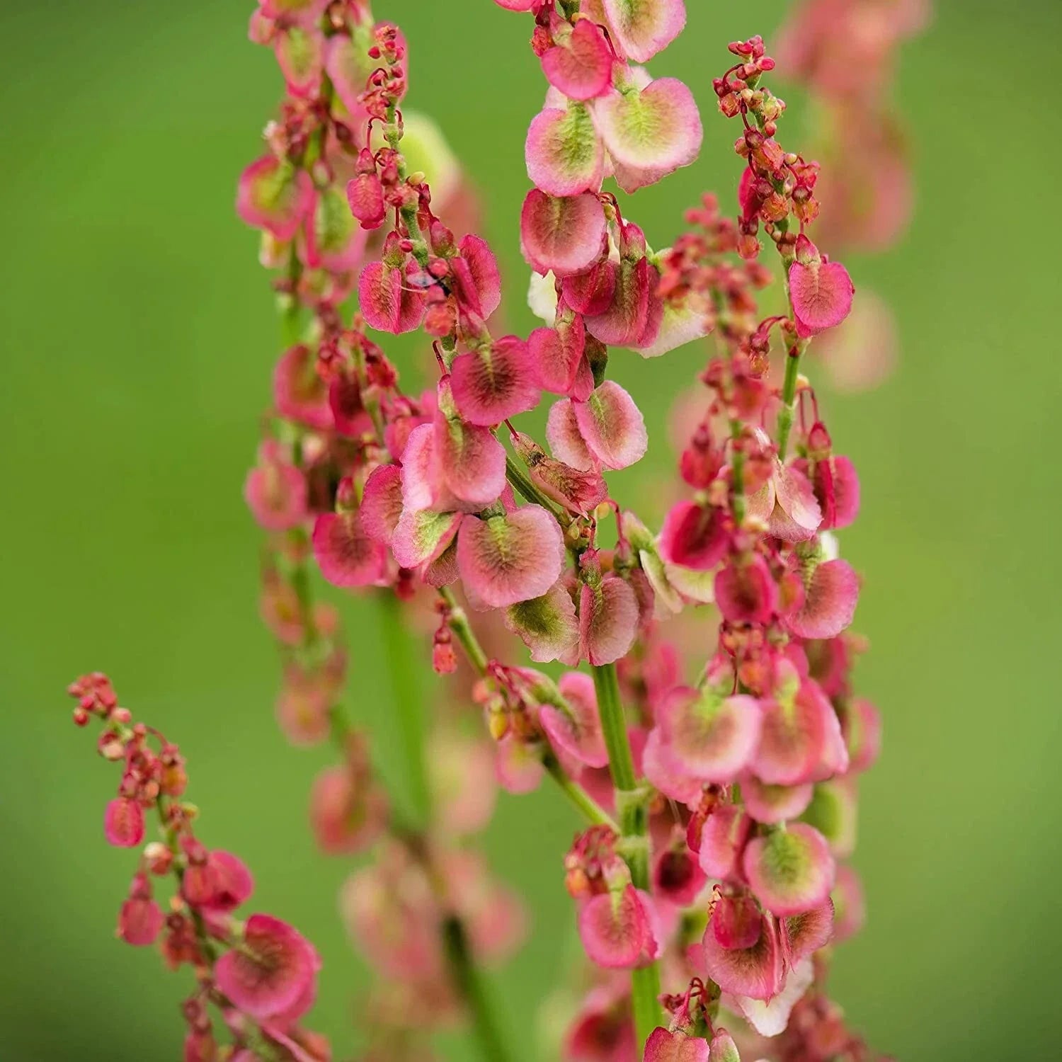 Cactusweed Seeds for Planting - 50 Count Rumex crispus Curly Dock Seeds - Organic Herb Garden Seeds