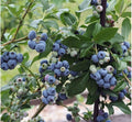 Highbush Blueberry Seeds 30++ Heirloom Organic Vaccinium sect. Cyanococcus