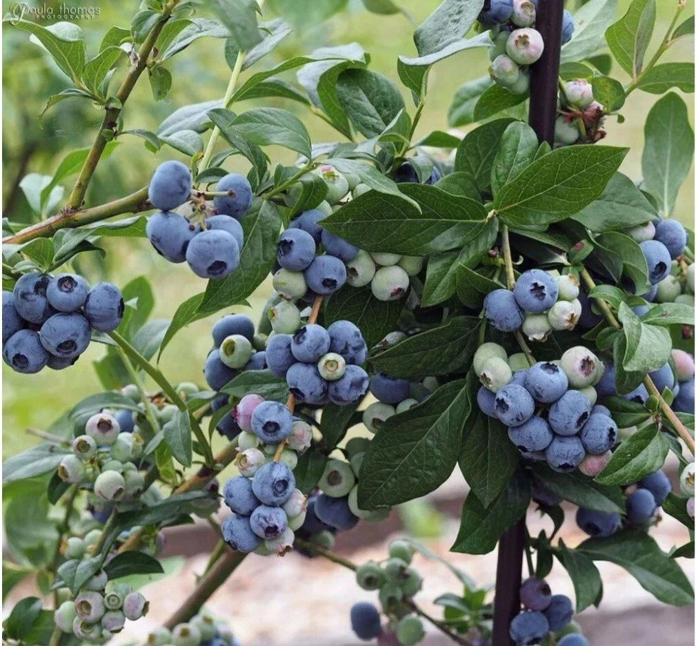 Highbush Blueberry Seeds 30++ Heirloom Organic Vaccinium sect. Cyanococcus