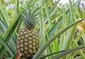 Pineapple Plant - Sugar Loaf Variety - Live Rooted Crown in Pot with Soil - Ananas comosus