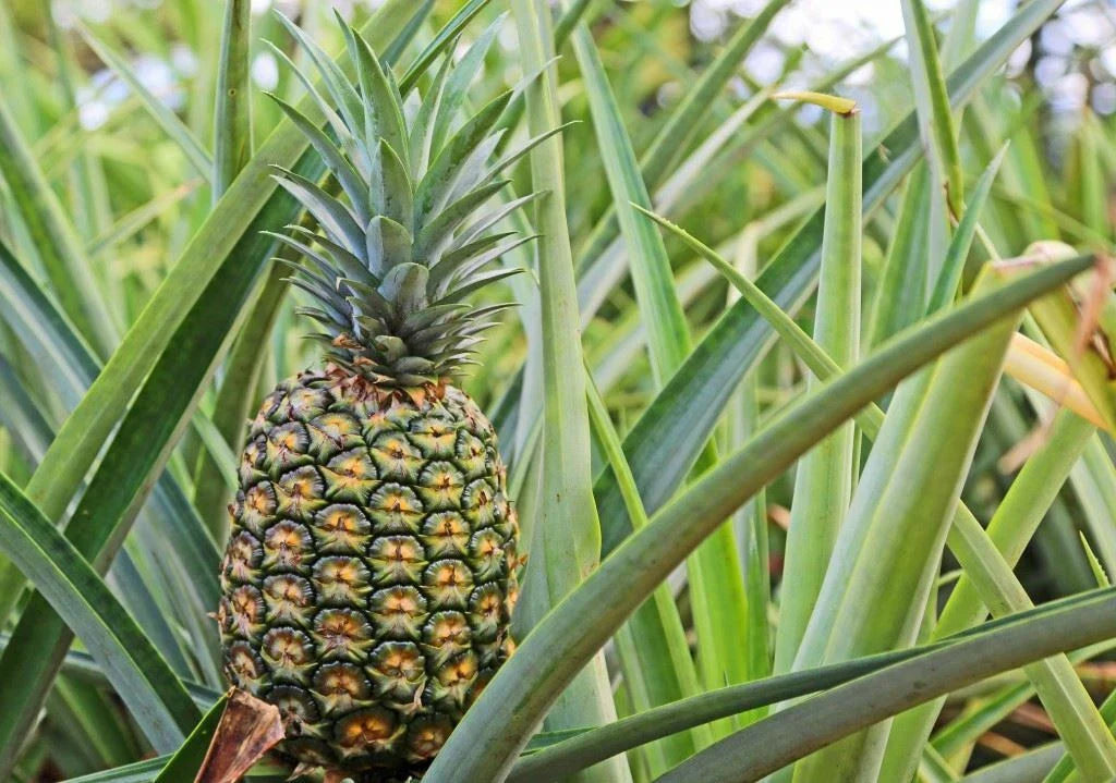Pineapple Plant - Sugar Loaf Variety - Live Rooted Crown in Pot with Soil - Ananas comosus