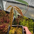 Anthurium Cutucuense Stem Cutting - Rooted Aroid Plant - Ecuador Variety - Tropical Houseplant