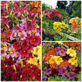 Painted Tongue Mix Seeds - Fast Growing Cut Flowers for Sun & Shade Garden Containers - Perfect for Easy Planting