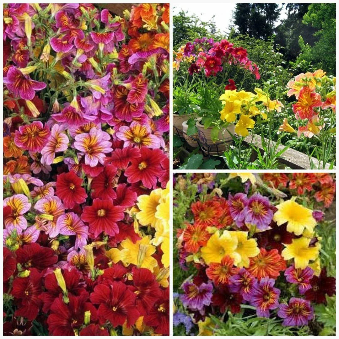 Painted Tongue Mix Seeds - Fast Growing Cut Flowers for Sun & Shade Garden Containers - Perfect for Easy Planting