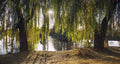 Weeping Willow Tree Cuttings, 10 Organic Golden Cuttings, Salix, Perennial