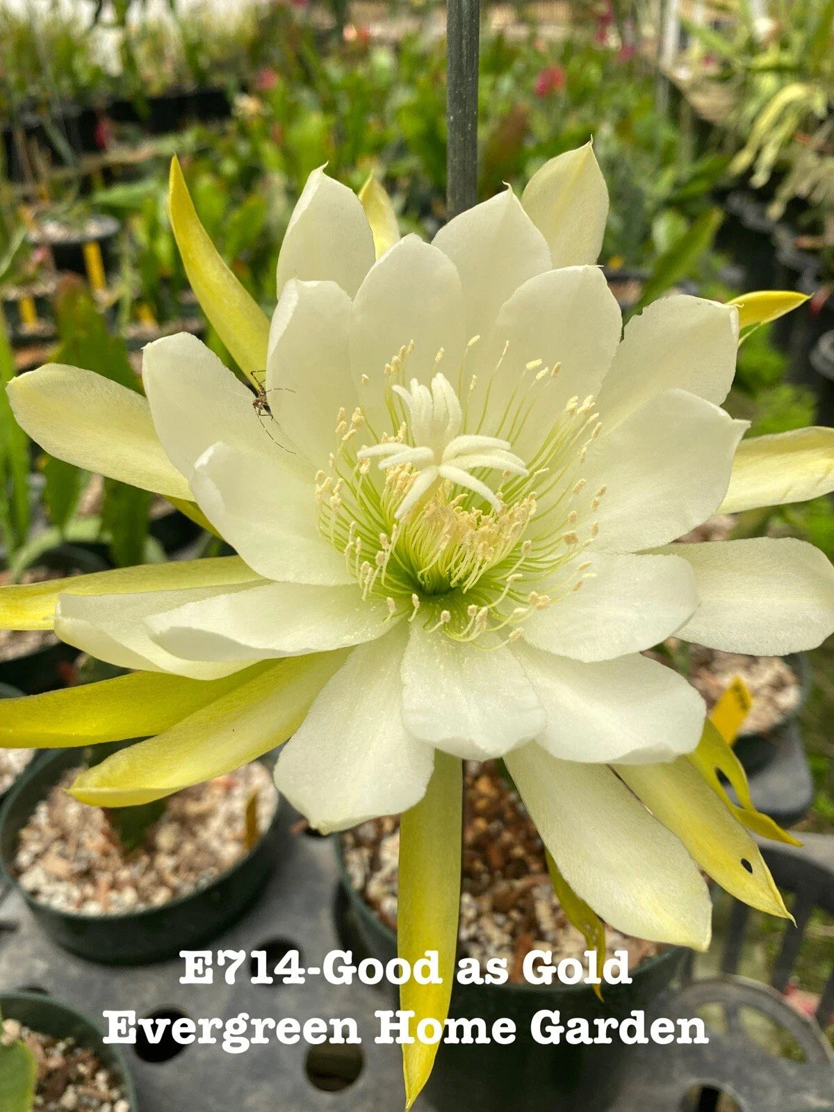 Epiphyllum Orchid Cactus Plant “Good As Gold” in 4” Starter Pot - Rooted Succulent for Indoor Gardening