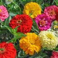 Zinnia Seeds - 100+ Sunshine Hybrid Mix - Colorful Garden Flowers - Zinnia elegans - USA