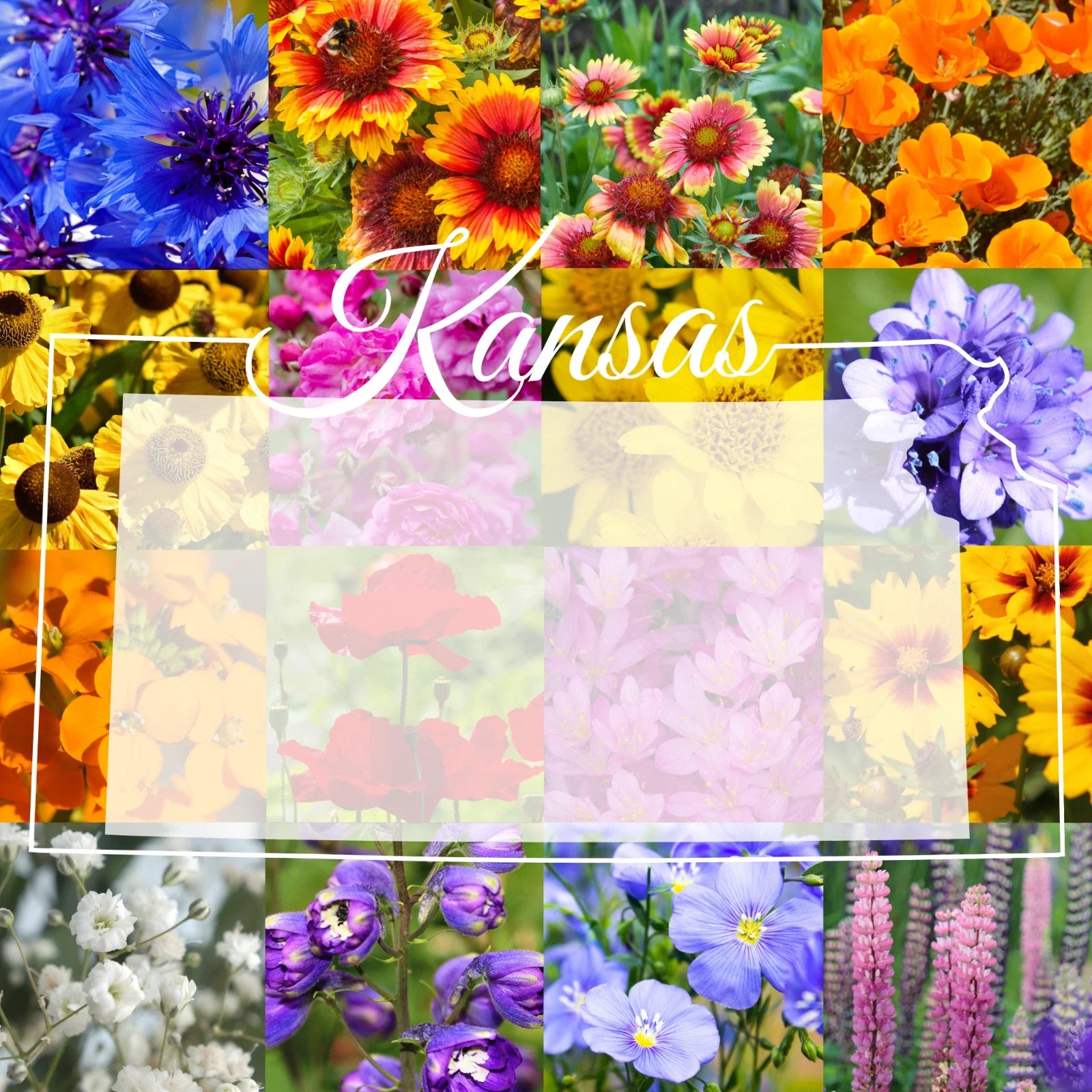 Wildflower Seed Mix 1/4 Pound Bulk Western Kansas Variety Covers 800 sq ft (Native Wildflowers)