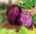Red Acre Cabbage Seeds - 1000+ Organic Heirloom Non-GMO - Brassica oleracea