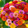 Zinnia Seeds, California Giant Mix, Non-GMO, 100+ Flower Seeds, Garden Flowers, Easy to Grow