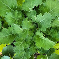 Dwarf Siberian Kale Seeds | Heirloom Non-GMO | Organic Vegetable Seeds | Brassica napus