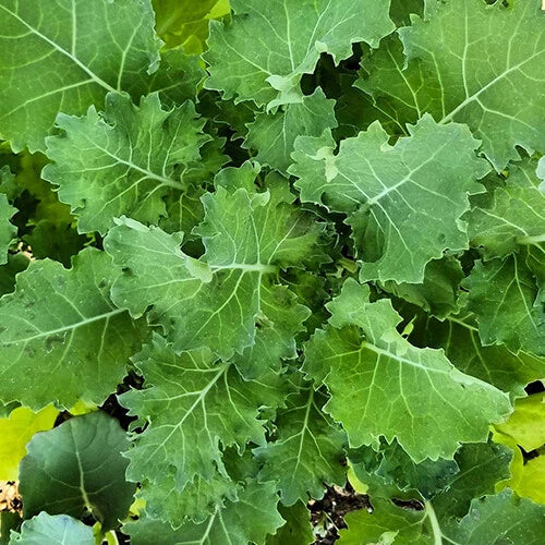 Dwarf Siberian Kale Seeds | Heirloom Non-GMO | Organic Vegetable Seeds | Brassica napus