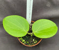 Hoya Hybrid Plant 2.5" Pot - Genevieve MB 1141 Rooted Hoya