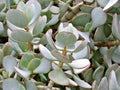 Succulent Cuttings 3-Pack 2-4" Silver Dollar Jade Crassula Arborescens Blue-Grey Foliage Red Edges Unrooted Plant