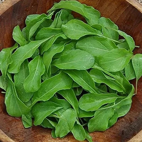 Arugula Seeds 500+ Heirloom Organic Non-GMO Astro - Fresh Salad Greens - Eruca sativa