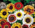 Painted Daisy Seeds, Tricolor Variety, Chrysanthemum carinatum, Various Sizes, Easy to Grow