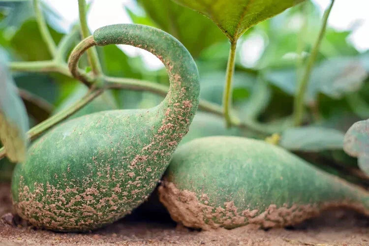Penguin Gourd Squash Seeds | 25+ Seeds for Garden Planting | Cucurbita pepo | USA