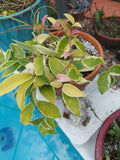 Hoya Tricolor Carnosa Krimson Queen Live Houseplant - Variegated Green and Pink - Hoya carnosa 'Krimson Queen'