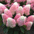 Well Rooted Starter Plant - Pink Shades Hydrangea - Hydrangea macrophylla