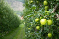 Green Apple Tree Seeds - 30 Seeds - Antonovka Variety - Malus pumila