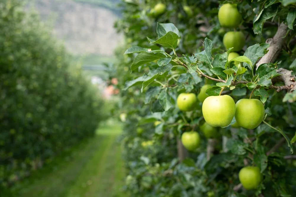 Green Apple Tree Seeds - 30 Seeds - Antonovka Variety - Malus pumila