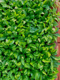 Organic Indian Aster Bare Root Plant - Kalimeris indica Herb Malantou - 30+ Plants for Gardens and Landscaping