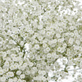Baby's Breath Seeds | Non-GMO | 1275 | Gypsophila paniculata