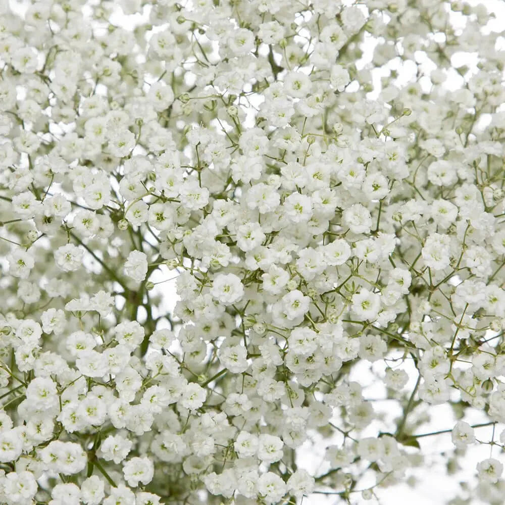 Baby's Breath Seeds | Non-GMO | 1275 | Gypsophila paniculata