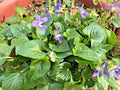 Purple Wild Violets Starter Plants - 20 Bare Root Flower Bulbs - Perennial Easy Grow (Viola papilionacea)